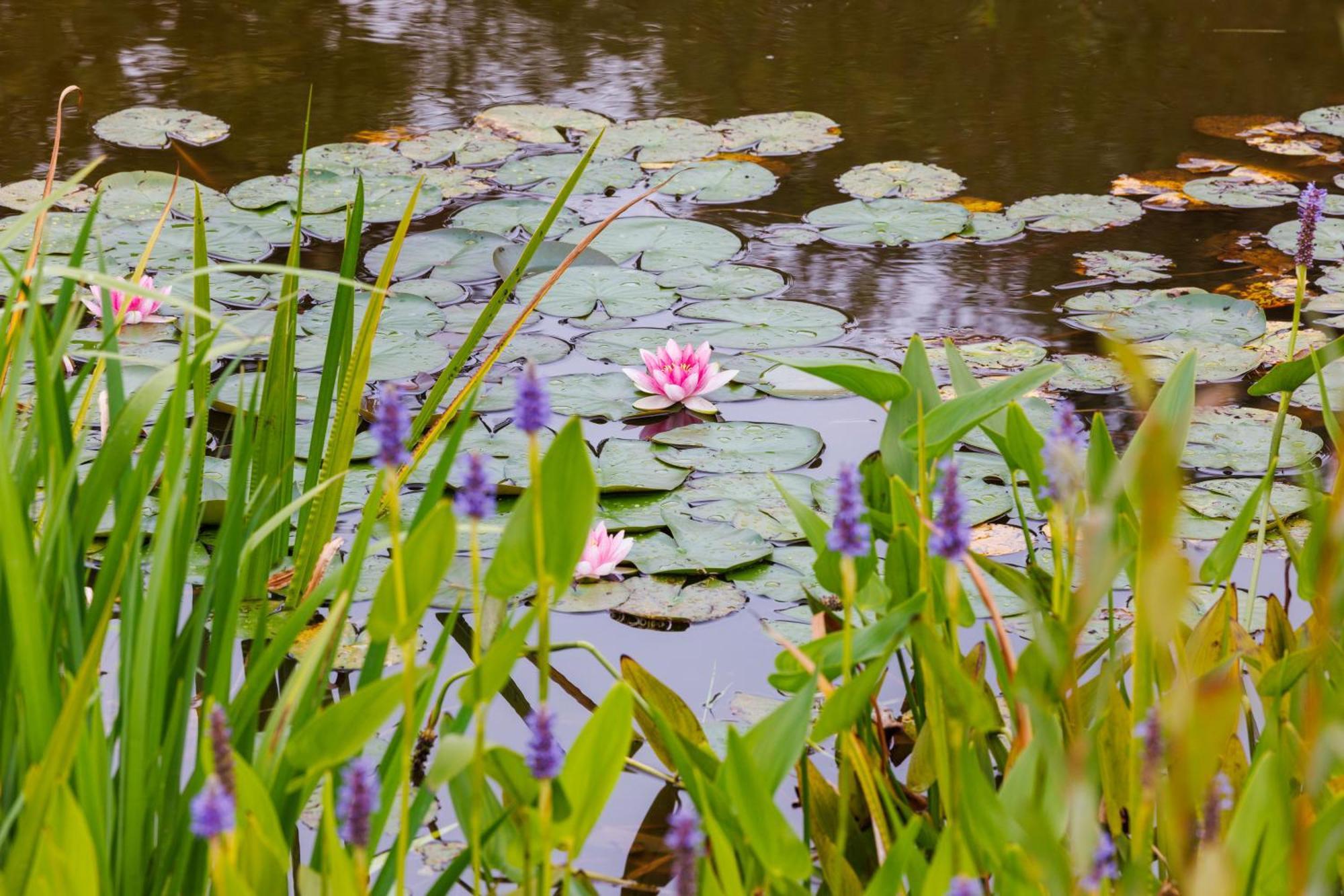 De Wilde Tuin - Tuinkamer Moergestel Esterno foto